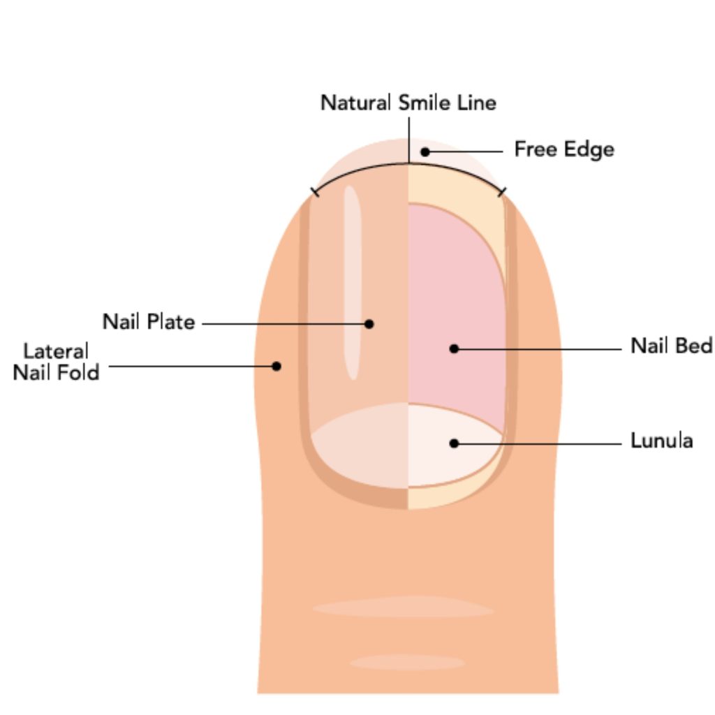 distal-nail-plate-glossarylive